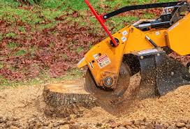 Professional Tree Care in Scenic Oaks, TX