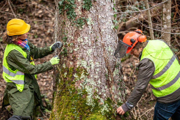Scenic Oaks, TX Tree Care Company